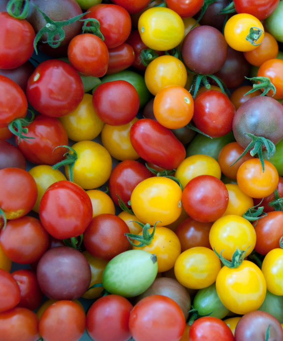 TOMATE Especialidad (Lycopersicon esculentum)